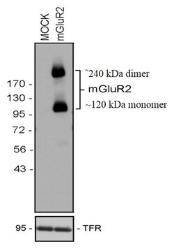 Invitrogen mGLuR2 Recombinant Rabbit Monoclonal Antibody (15H9L5) 100 &mu;g;