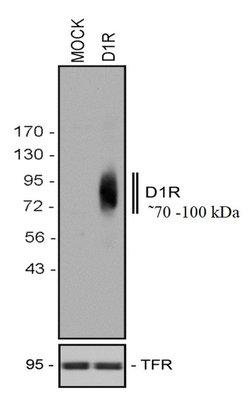 Invitrogen DRD1 Recombinant Rabbit Monoclonal Antibody (1H8L2) 100 &mu;g | Buy Online | Invitrogen&trade; | Fisher Scientific