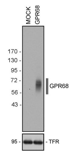 Invitrogen GPR68 Recombinant Rabbit Monoclonal Antibody (16H23L16) 100