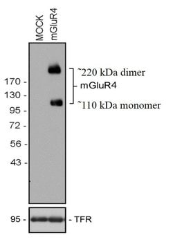 Invitrogen mGLuR4 Recombinant Rabbit Monoclonal Antibody (6H26L4) 100 &mu;g;
