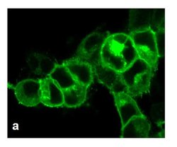 Invitrogen AVPR1A Recombinant Rabbit Monoclonal Antibody (7H23L17) 100
