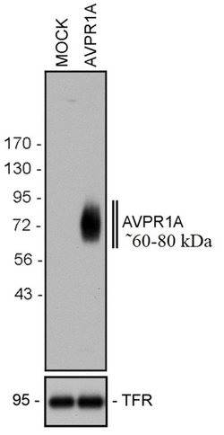 Invitrogen AVPR1A Recombinant Rabbit Monoclonal Antibody (7H23L17) 100