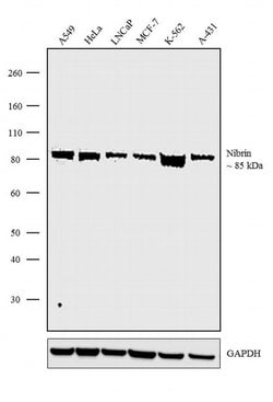 NBS1 Recombinant Rabbit Monoclonal Antibody (9H4L65), Invitrogen 100 &mu;g;