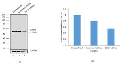 Invitrogen ERO1L Recombinant Rabbit Monoclonal Antibody (11H3L5) 100 &mu;g;