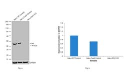 Invitrogen IDH1 Recombinant Rabbit Monoclonal Antibody (10H39L6) 100 &mu;g;