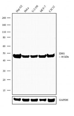 Invitrogen IDH1 Recombinant Rabbit Monoclonal Antibody (10H39L6) 100 &mu;g;