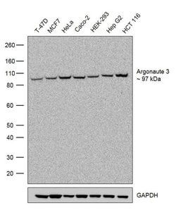 Invitrogen Argonaute 3 Recombinant Rabbit Monoclonal Antibody (22H29L11)