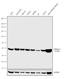 Invitrogen Aldolase A Recombinant Rabbit Monoclonal Antibody (21H7L6) 100