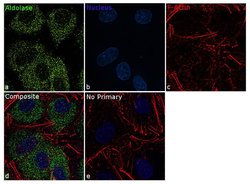 Invitrogen Aldolase A Recombinant Rabbit Monoclonal Antibody (21H7L6) 100