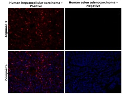 Invitrogen Arginase 1 Recombinant Rabbit Monoclonal Antibody (24H4L3) 100