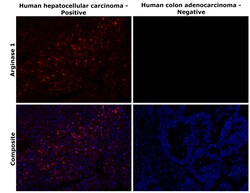 Invitrogen Arginase 1 Recombinant Rabbit Monoclonal Antibody (24H4L3) 100