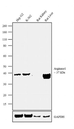 Invitrogen Arginase 1 Recombinant Rabbit Monoclonal Antibody (24H4L3) 100