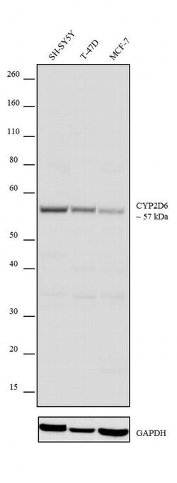 Invitrogen CYP2D6 Recombinant Rabbit Monoclonal Antibody (11H3L16) 100