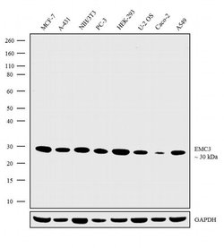 Invitrogen TM111 Recombinant Rabbit Monoclonal Antibody (3H4L5) 100 &mu;g | Buy Online | Invitrogen&trade; | Fisher Scientific