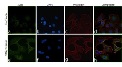 Invitrogen IDO Chimeric Recombinant Mouse Monoclonal Antibody (7H8L17),