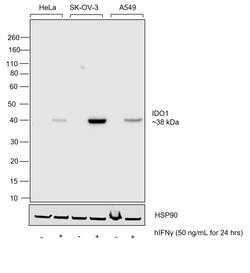 Invitrogen IDO Chimeric Recombinant Mouse Monoclonal Antibody (7H8L17),