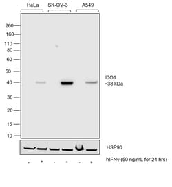 Invitrogen IDO Chimeric Recombinant Mouse Monoclonal Antibody (7H8L17),
