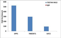 Invitrogen ING2 Recombinant Rabbit Monoclonal Antibody (2H44L53) 100 &mu;g;
