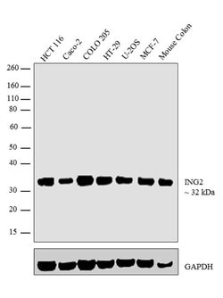 Invitrogen ING2 Recombinant Rabbit Monoclonal Antibody (2H44L53) 100 &mu;g;