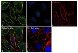 Invitrogen LDHA Recombinant Rabbit Monoclonal Antibody (4H18L6) 100 &mu;g;