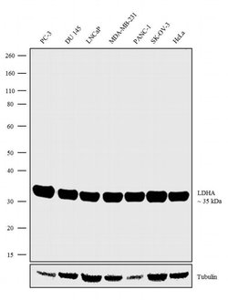 Invitrogen LDHA Recombinant Rabbit Monoclonal Antibody (4H18L6) 100 &mu;g;