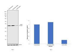Invitrogen LDHA Recombinant Rabbit Monoclonal Antibody (4H18L6) 100 &mu;g;