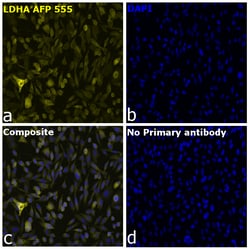 Invitrogen LDHA Recombinant Rabbit Monoclonal Antibody (4H18L6), Alexa