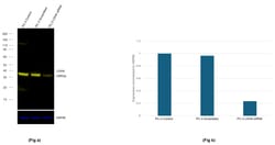 Invitrogen LDHA Recombinant Rabbit Monoclonal Antibody (4H18L6), Alexa