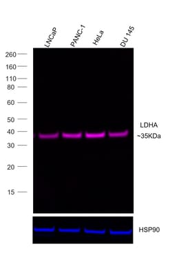 Invitrogen LDHA Recombinant Rabbit Monoclonal Antibody (4H18L6), Alexa