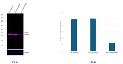 Invitrogen LDHA Recombinant Rabbit Monoclonal Antibody (4H18L6), Alexa