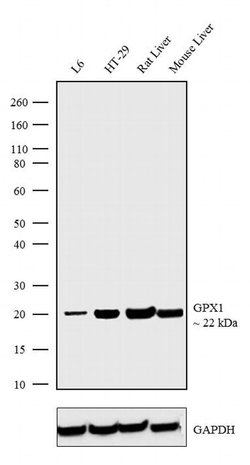 GPX1 Recombinant Rabbit Monoclonal Antibody (5H1L9) 100 &mu;g | Buy Online | LIFE TECHNOLOGIES | Fisher Scientific