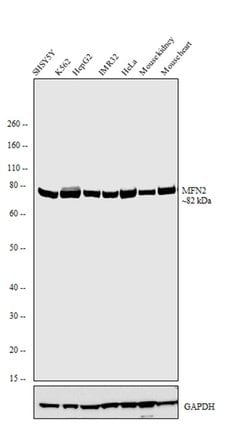 Invitrogen MFN2 Recombinant Rabbit Monoclonal Antibody (7H42L13) 100 &mu;g;