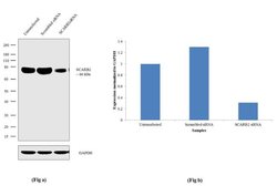 LIMP2 Recombinant Rabbit Monoclonal Antibody (12H5L1):Antibodies, Recombinant