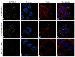 DNAJC13 Recombinant Rabbit Monoclonal Antibody (11H13L5):Antibodies, Recombinant