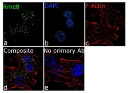 DNAJC13 Recombinant Rabbit Monoclonal Antibody (11H13L5):Antibodies, Recombinant