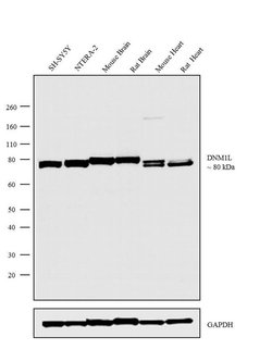 Invitrogen DNM1L Recombinant Rabbit Monoclonal Antibody (2H15L40) 100 &mu;g;