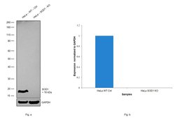 Invitrogen SOD1 Recombinant Rabbit Monoclonal Antibody (11H3L1) 100 &mu;g;