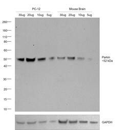 Invitrogen Parkin Recombinant Rabbit Monoclonal Antibody (21H24L9) 100