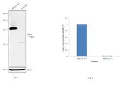 Invitrogen Parkin Recombinant Rabbit Monoclonal Antibody (21H24L9) 100