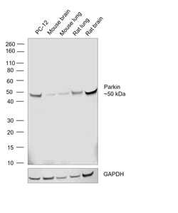 Parkin Recombinant Rabbit Monoclonal Antibody (21H24L9), HRP, Invitrogen:Antibodies:Primary