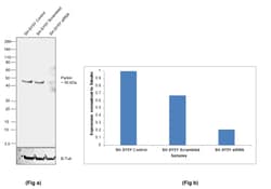 Parkin Recombinant Rabbit Monoclonal Antibody (21H24L9), HRP, Invitrogen:Antibodies:Primary
