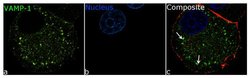 Invitrogen VAMP1 Recombinant Rabbit Monoclonal Antibody (24H9L10) 100 &mu;g;