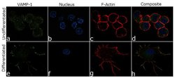 Invitrogen VAMP1 Recombinant Rabbit Monoclonal Antibody (24H9L10) 100 &mu;g;