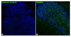 Invitrogen VAMP1 Recombinant Rabbit Monoclonal Antibody (24H9L10) 100 &mu;g;