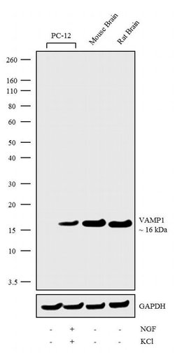 Invitrogen VAMP1 Recombinant Rabbit Monoclonal Antibody (24H9L10) 100 &mu;g;
