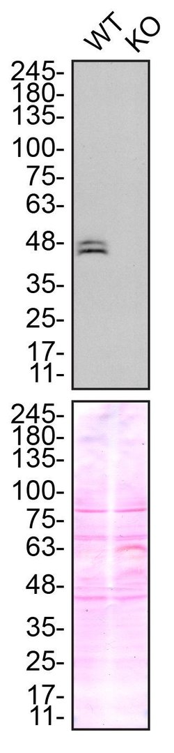 Invitrogen Ataxin 3 Recombinant Rabbit Monoclonal Antibody (13H9L9) 100