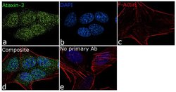 Invitrogen Ataxin 3 Recombinant Rabbit Monoclonal Antibody (13H9L9) 100