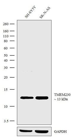 Invitrogen TMEM230 Recombinant Rabbit Monoclonal Antibody (24H23L8) 100