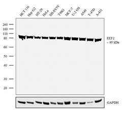 Invitrogen EEF2 Recombinant Rabbit Monoclonal Antibody (20H2L1) 100 &mu;g;