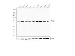 Invitrogen CK2 alpha-1 Recombinant Rabbit Monoclonal Antibody (7H29L3)